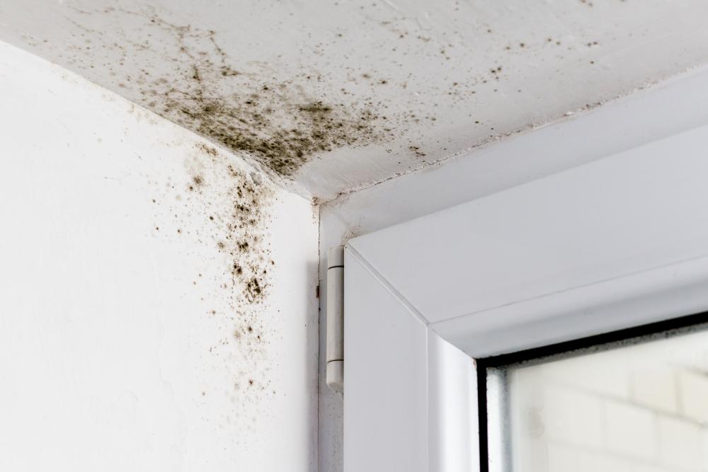 Prevent Mould Damp