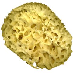Polyvine Natural Sponge
