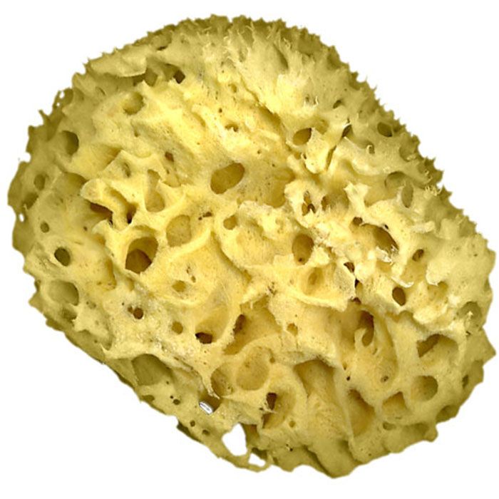 Polyvine Natural Sponge
