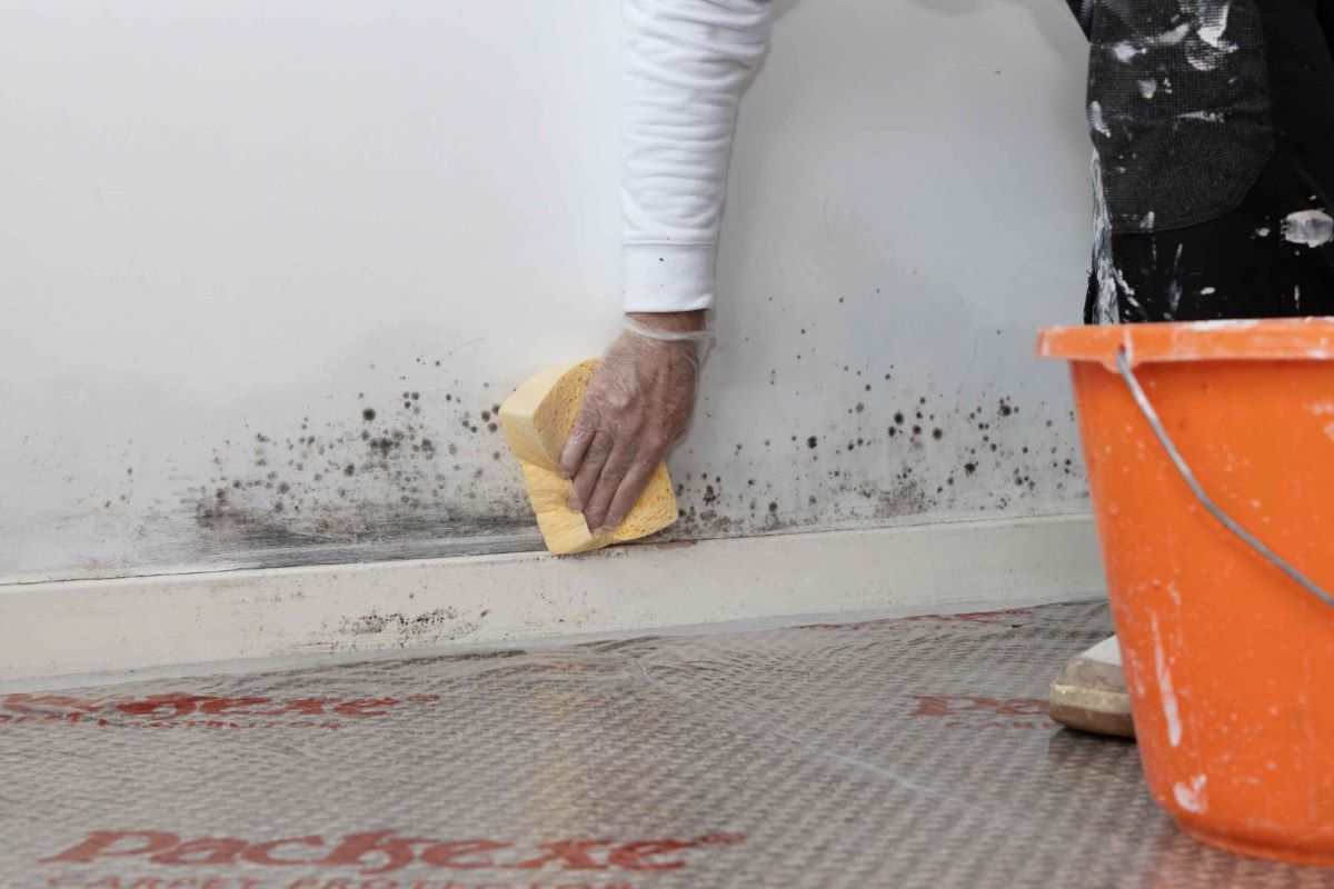 Top Anti-Mould Solutions: Benefits of Using Anti-Mould Paint and Treatments